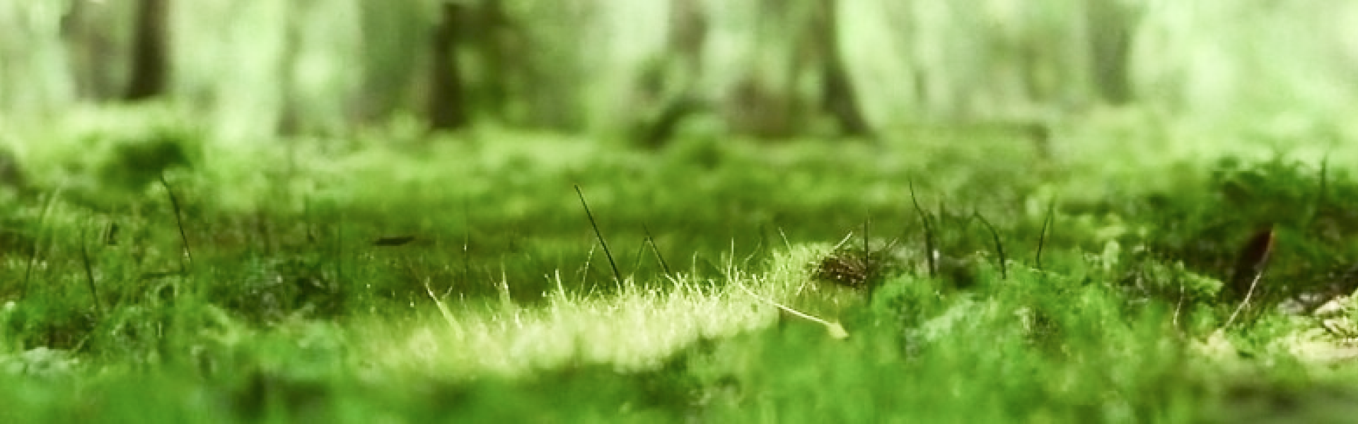 Баннер сервера MyNG | My Next Generation