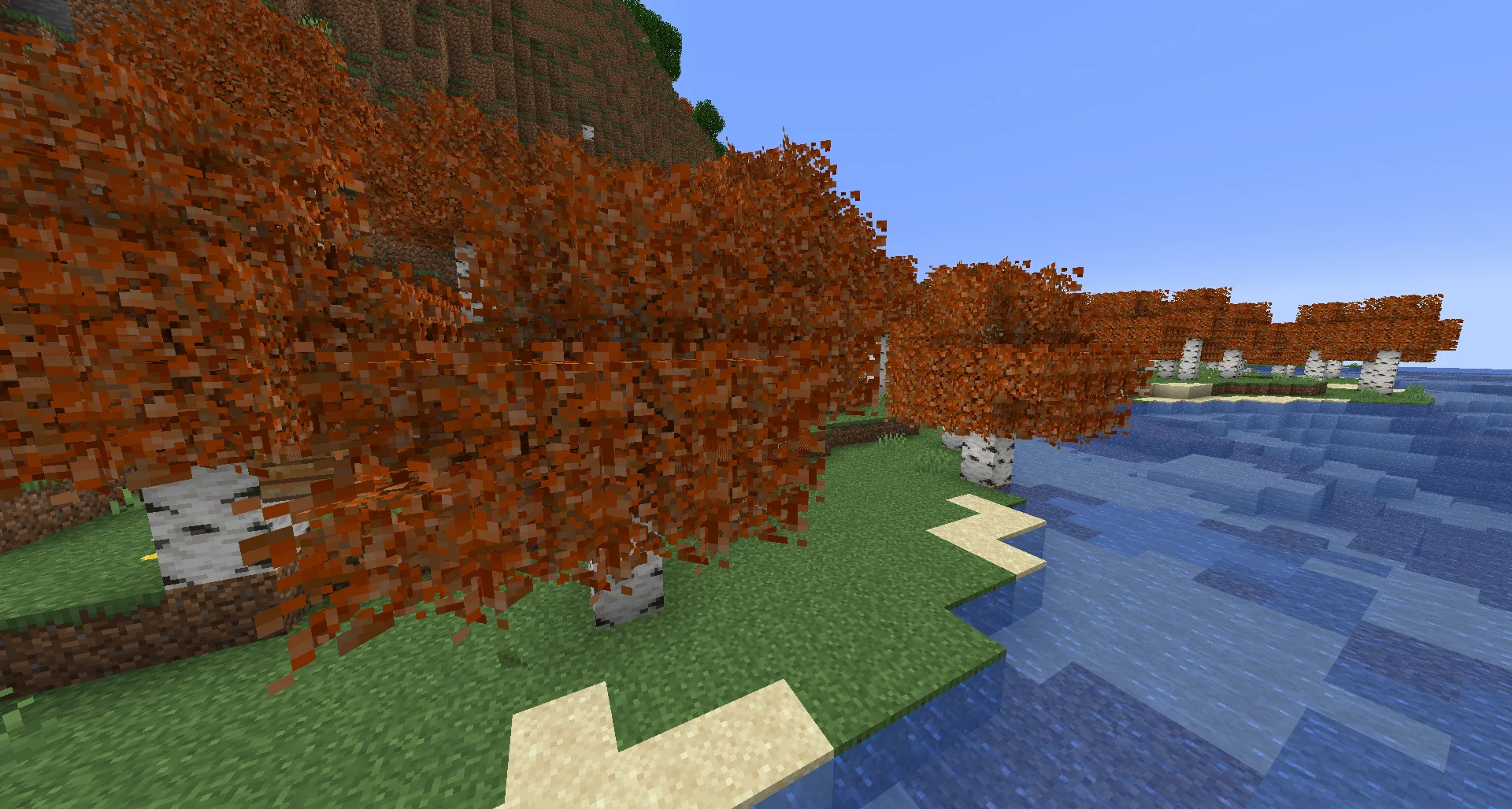 Autumn Birch