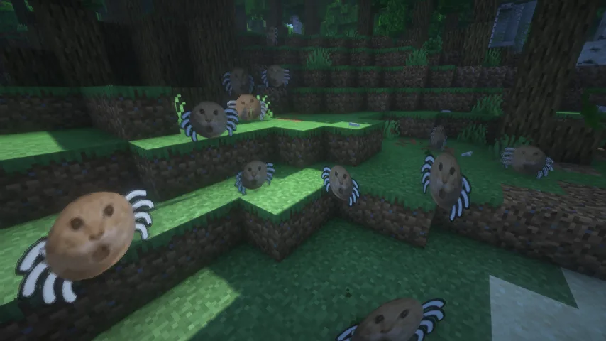 Cat meme spider 耄耋蜘蛛