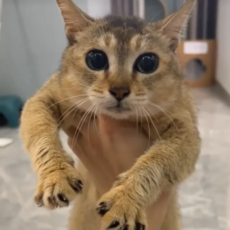 Изображение 3 ресурспака Small Shield & Totem